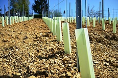 Protected vines