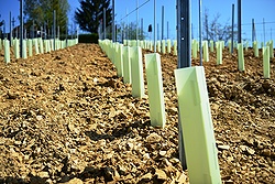 Neuanlage Steinriegl 2013