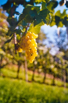 Riesling Traube