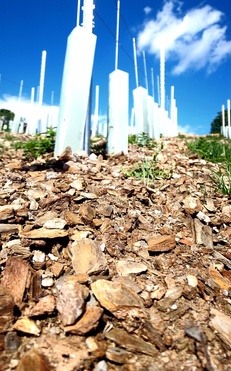 Junganlage Schieferboden