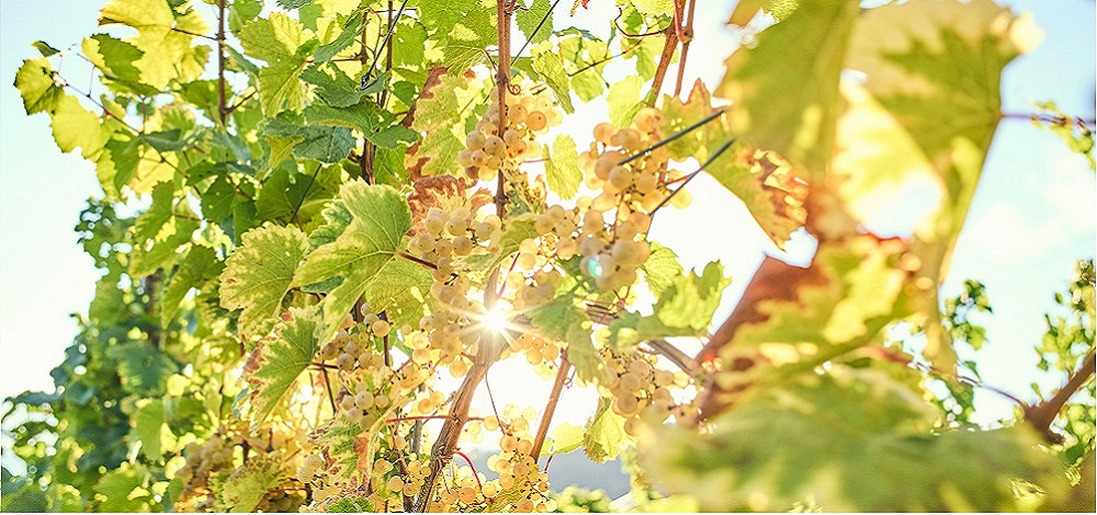 Blick vom Demmerkogl