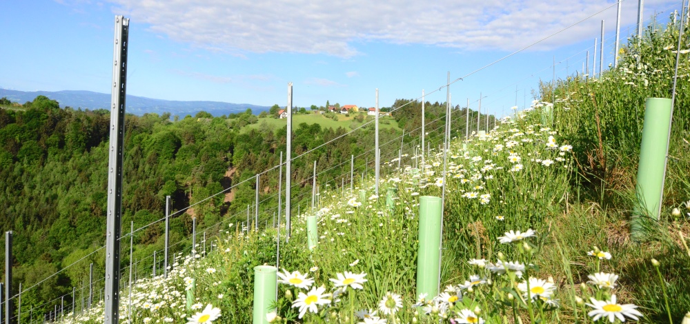 Neuanlage Sausaler Schloessl