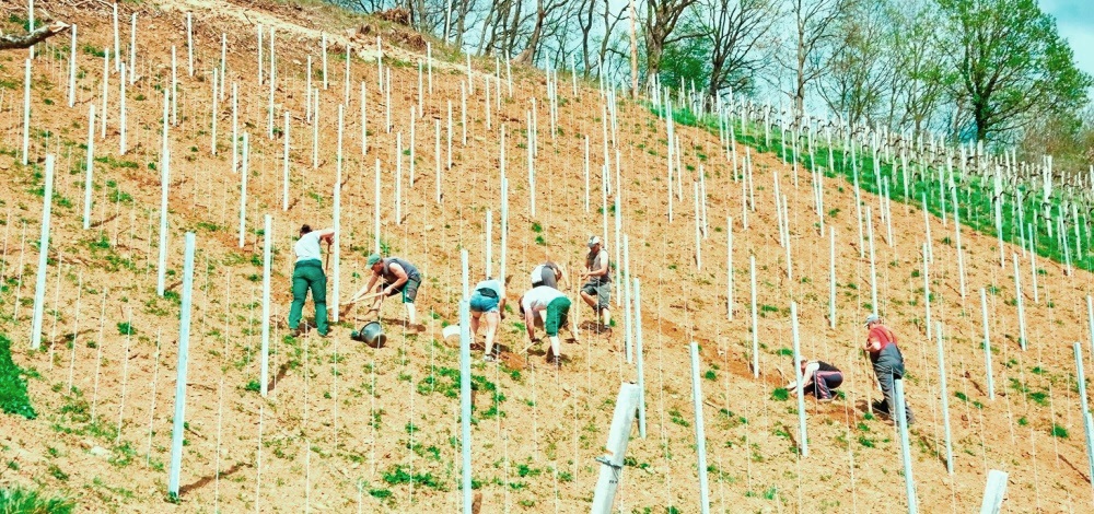 per Hand setzen auf der Gola