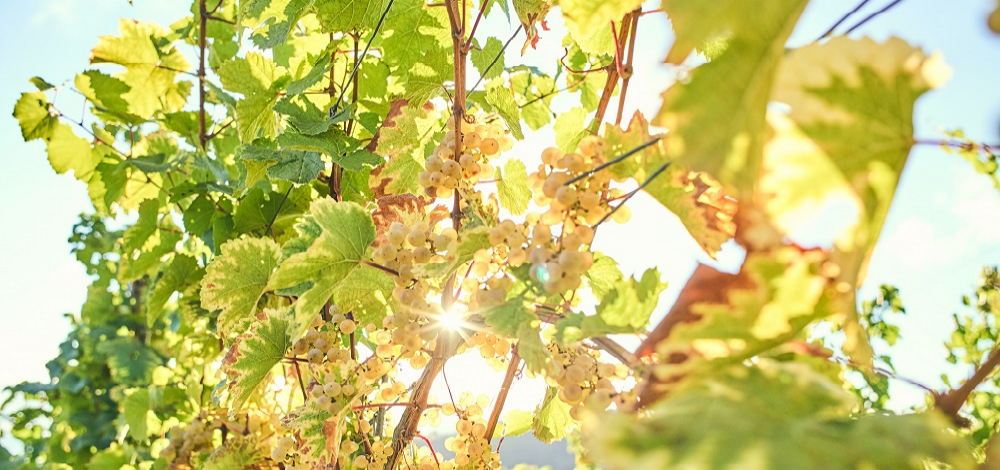 Riesling Grape Dr Wunsch