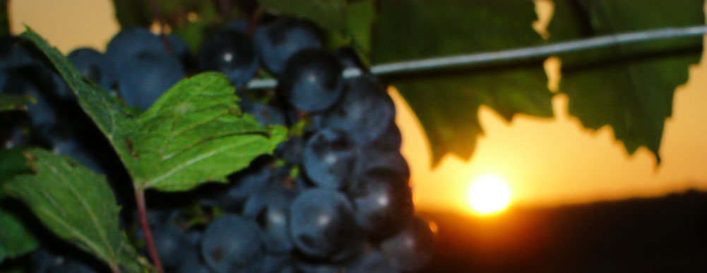 Wohlmuth Neckenmarkt