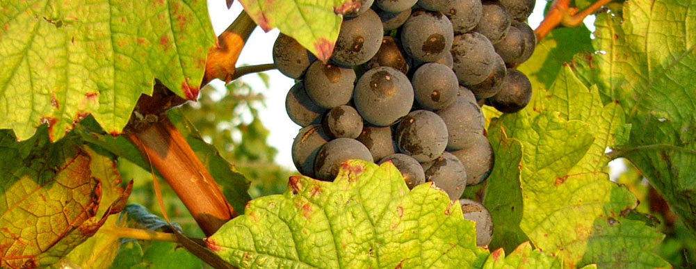 Wohlmuth Neckenmarkt